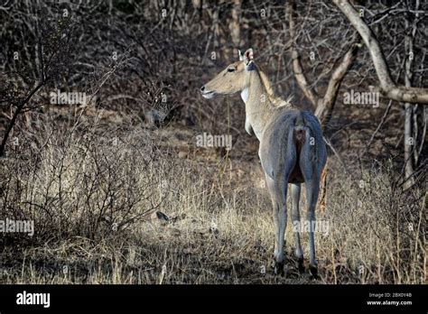 Nilgai or blue bull Antelope (Boselaphus tragocamelus), Ranthambhore ...