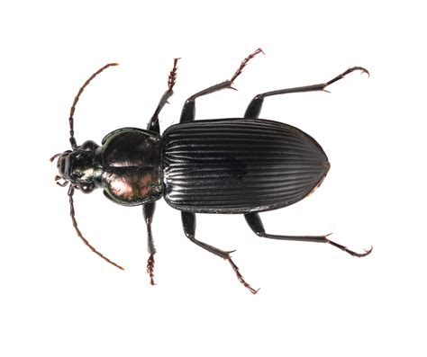 Ground Beetle Identification, Habitat & Behavior | Aberdeen Exterminating - Pest Control and ...