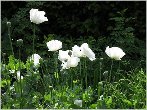 White Poppies, grass, poppies, bonito, cool, green, awesome, flowers, nature, HD wallpaper | Peakpx