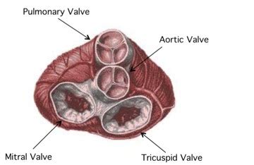 Edwards Lifesciences: The Artificial Heart Valve, by Nicole Raia ...