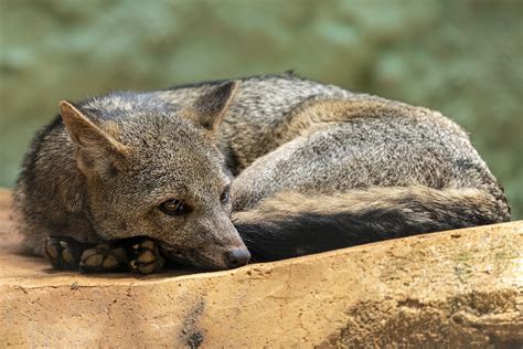 Crab-Eating Foxes Are Very Adaptable - The Wolf Center