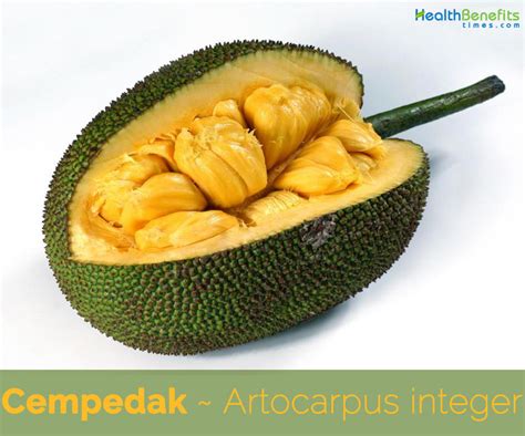 Cempedak Fruit Facts And Health Benefits