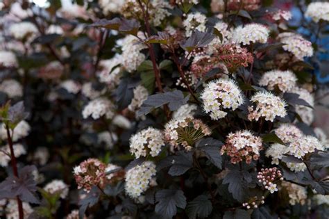 10 Dramatic Plants with Dark Foliage - BBC Gardeners' World Magazine