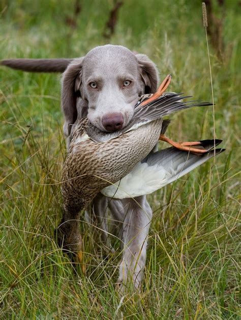 439 best Waterfowl Hunting images on Pinterest | Ducks, Duck hunting and Waterfowl hunting