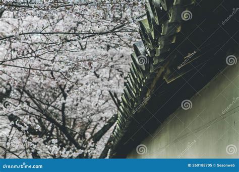 Cherry Blossoms in Kyoto in the Temples of Daigo Ji 10 April 2012 Stock ...