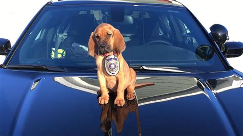 Sheriff's office in North Carolina gets 2 new adorable K-9 puppies (PHOTOS)