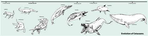 evolution of cetaceans by Benjaminjuan on deviantART