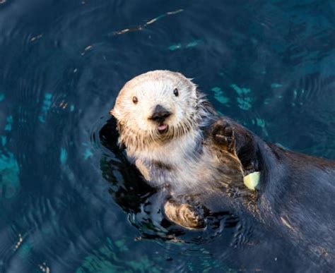 Monterey Bay Aquarium, Can you see where Rosa stashes her extra snacks?... | Sea otter, Otters ...