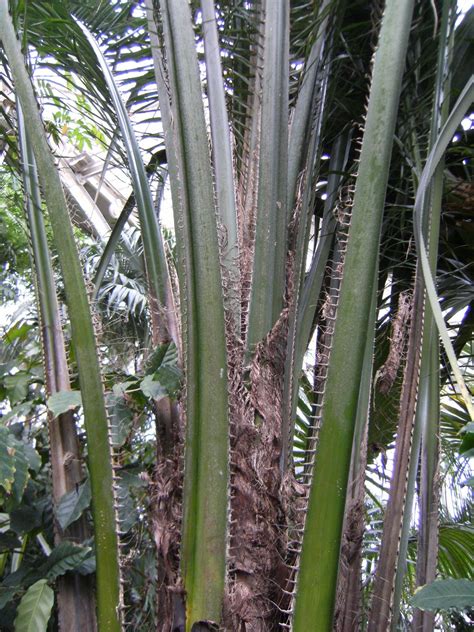 Oil palm fronds and oil palm crop residues | Feedipedia