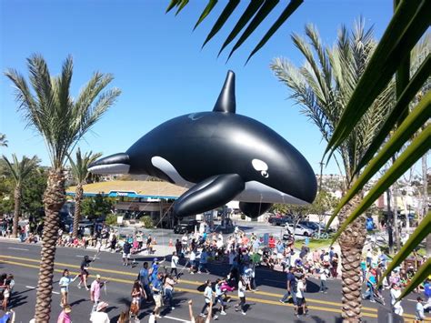 Dana Point Festival of Whales Parade 2015 | Whale, Spring vacation, Travel