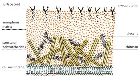 Cell Wall: Types, Structure, and Functions | BioExplorer.Net