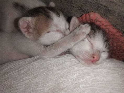 Two Cute Adorable Sleeping Baby Cats Stock Image - Image of save, baby ...