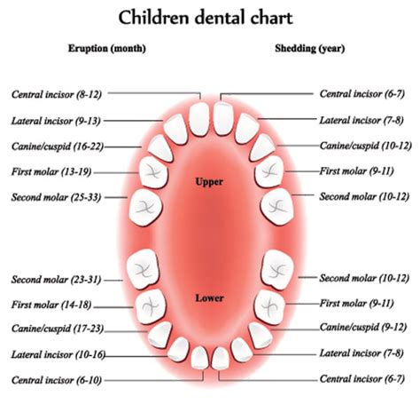 Guide to Caring for Your Children's Teeth | Surbiton Dental