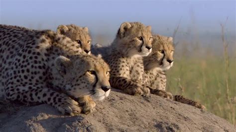 Four brown leopard cubs, animals, nature, family, baby animals HD ...