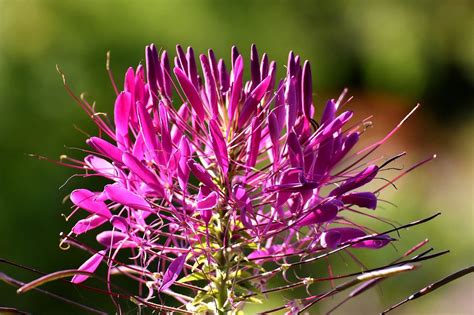 Cleome Plant: Easy to care beautiful flowers and attract pollinators - Gardening Tips | Plants ...