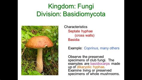 Actualizar 103+ imagen club fungi examples - Abzlocal.mx