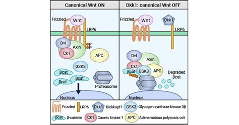 DKK1: a Wnt Inhibitor, a Regulator in Multiple Cancers- CUSABIO