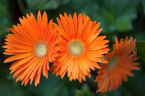 Gerbera Daisy: Plant Care & Growing Guide