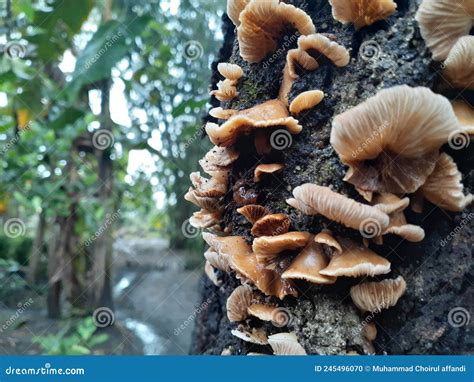 Mushrooms on dead trees stock photo. Image of dead, fungus - 245496070