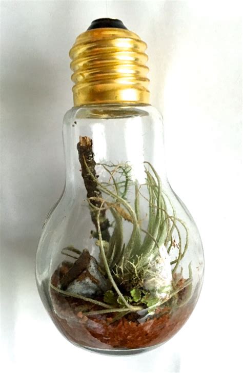 Light Bulb Terrarium