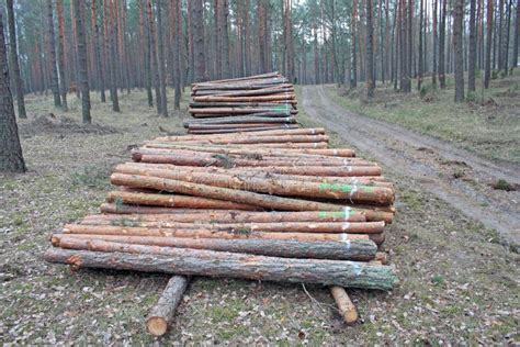 Logging pine log piles stock image. Image of north, lane - 51743541