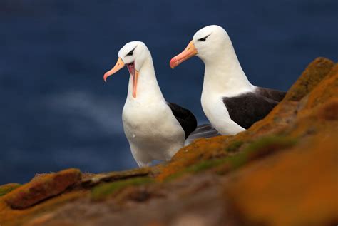 albatross - Wild Animal Health Fund