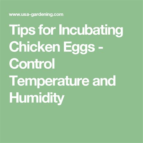 Tips for Incubating Chicken Eggs - Control Temperature and Humidity ...