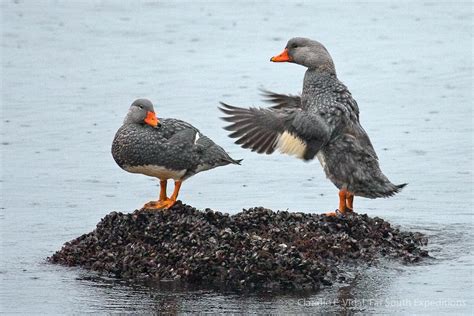 Birding Ushuaia | Birding Tierra del Fuego National Park | Far South Exp