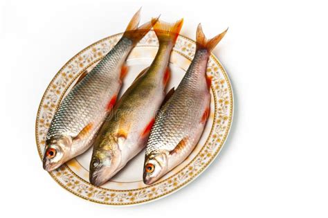 Fresh fish on plate stock photo. Image of diet, uncooked - 18781868