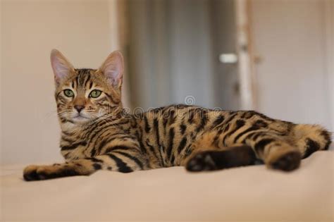 Little Cute Bengal Kitten Sleeping on a Soft Cat S Shelf of a Cat S ...