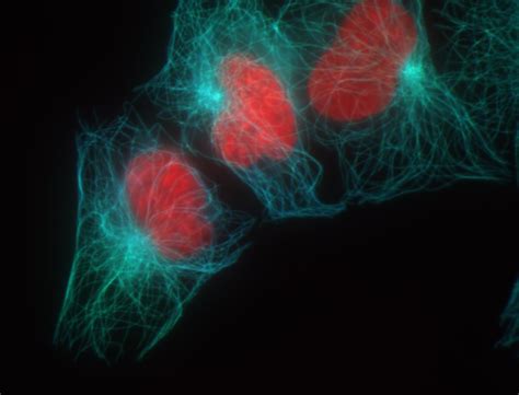 Fluorescence Microscopy Workshop - Core for Imaging Technology & Education