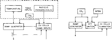 A Simplest network to explain Hering-Breuer reflex. CIE ramp activity ...