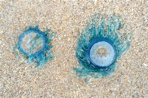 7 Astounding Facts About the Blue Button Jellyfish – 30A