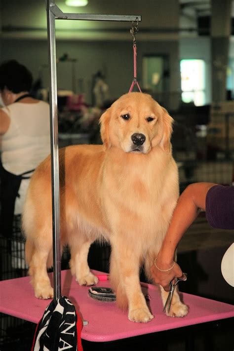 Golden Retriever being groomed for show. | Golden retriever, Golden ...