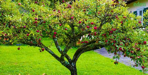 A Guide to Plant Fruit Trees | Eden Lawn Care and Snow Removal