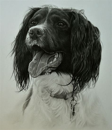 Commission - English Springer Spaniel 'Guss' by Captured-In-Pencil ...