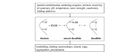 Mechanism of protein disulfide bond formation [23]. | Download Scientific Diagram