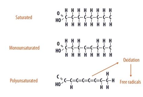 Fatty Acids: What Is Monounsaturated Fatty Acids