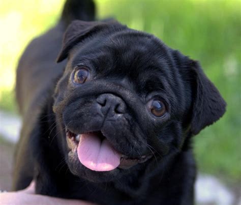 Cute Black Pug Puppy | Black pug puppies, Pug puppies, Cute pugs