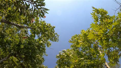 Low-Angle Shot of Swaying Trees · Free Stock Video