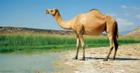 Is There A Difference Between A Dromedary And A Camel : Difference ...