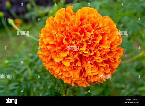 Genda(gada) flower Stock Photo - Alamy