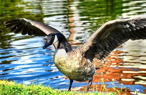 Canada Goose - Description, Habitat, Image, Diet, and Interesting Facts