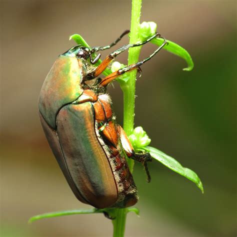 Green June Beetle | Cotinis nitida. Lovettsville, Virginia, … | Katja ...