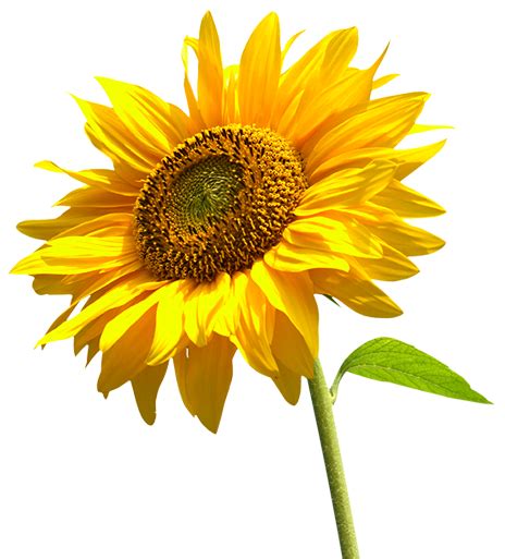 Sunflowers PNG Transparent Images - PNG All