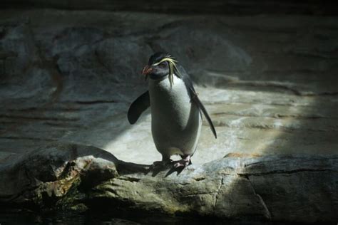 Northern Rockhopper Penguin: Is This Animal Endangered?