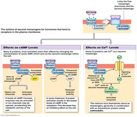 simple endocrine system diagram to label - ModernHeal.com