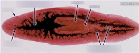 Class Turbellaria (planarian) Diagram | Quizlet