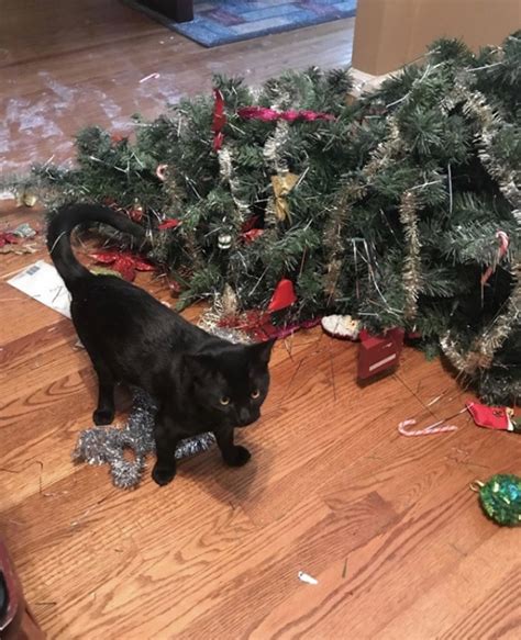 Naughty Cats Are Hilariously Destroying Christmas Trees