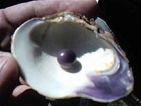 100 Year Old Quahog Pearl